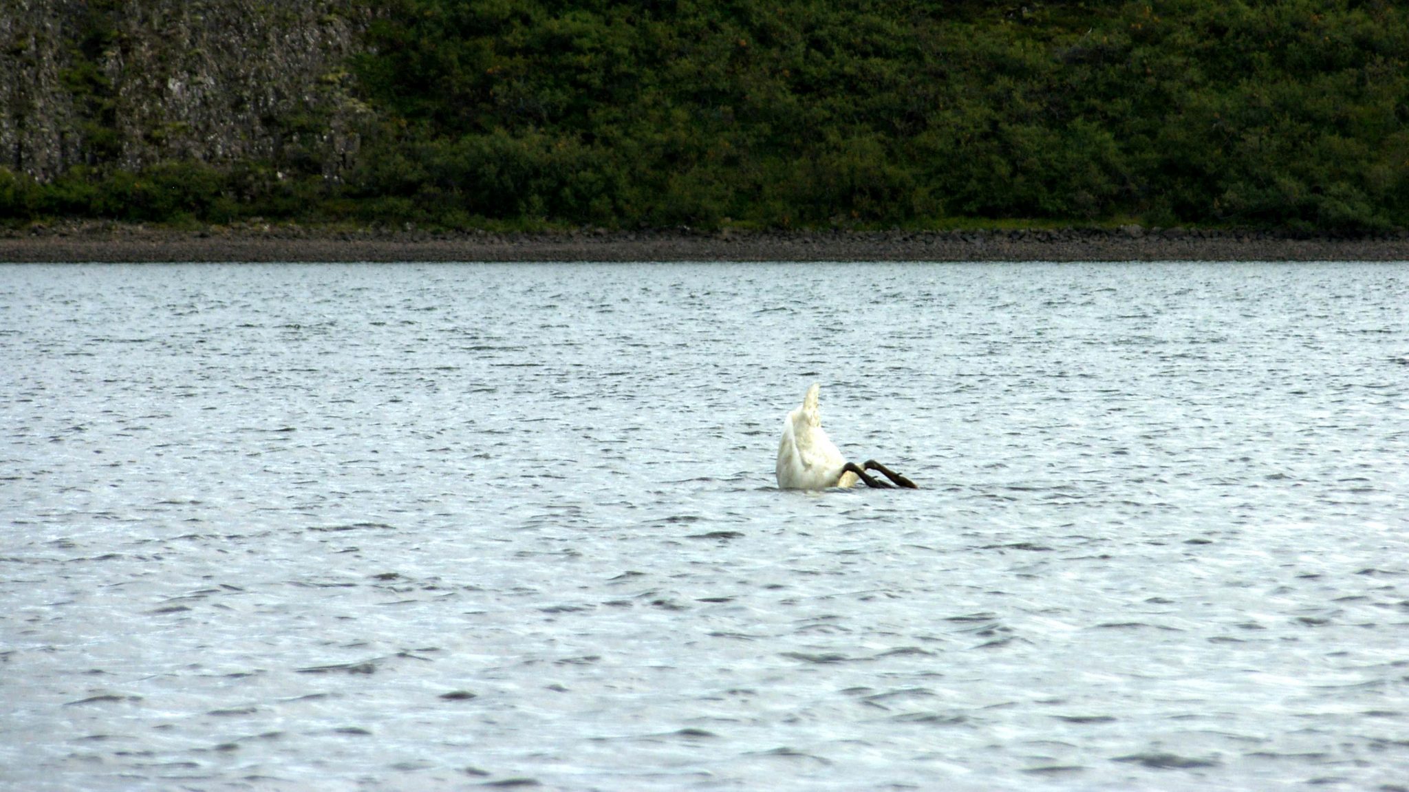 Swan Diving in Hredavatn Borgarfjordur