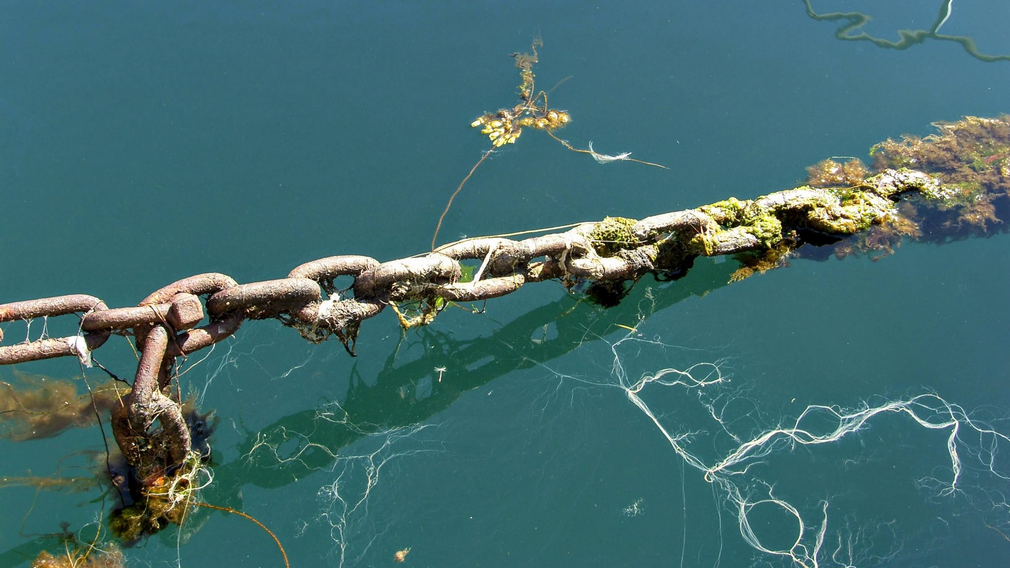 Seaweed Chain at Isafjordur Port