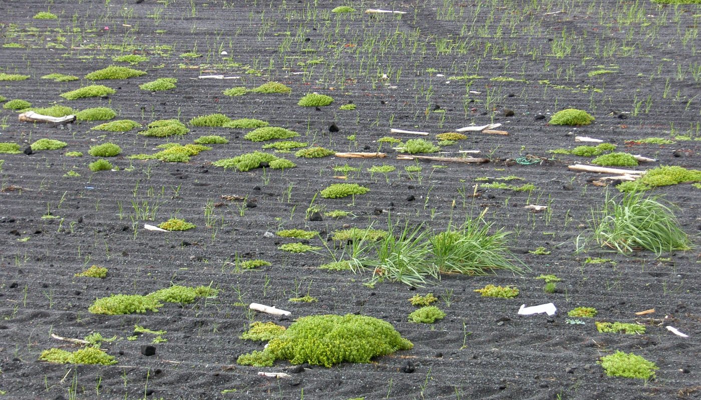 The Green in the Black Sand