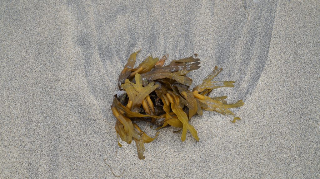 Seaweed On Shore