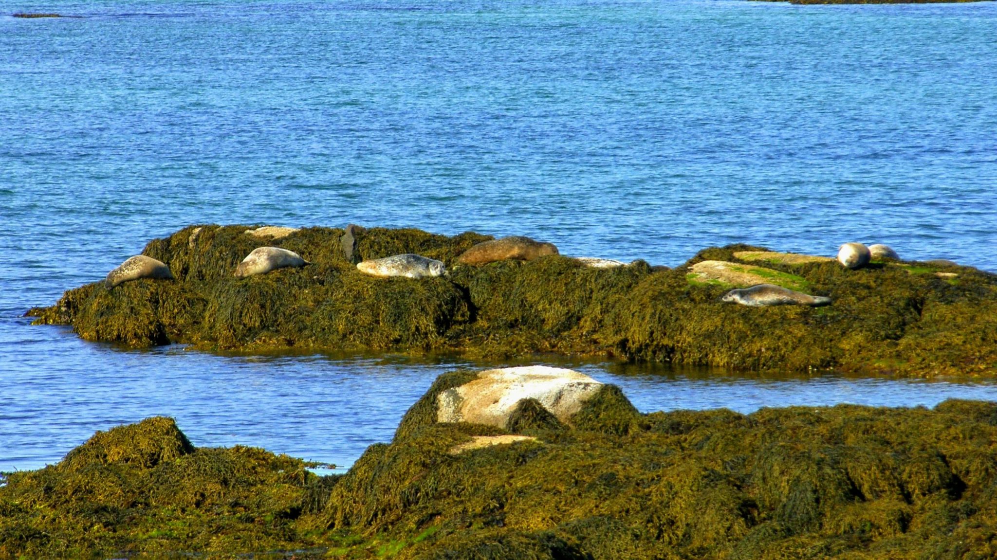 Seals Skotufjordur - Westfjords
