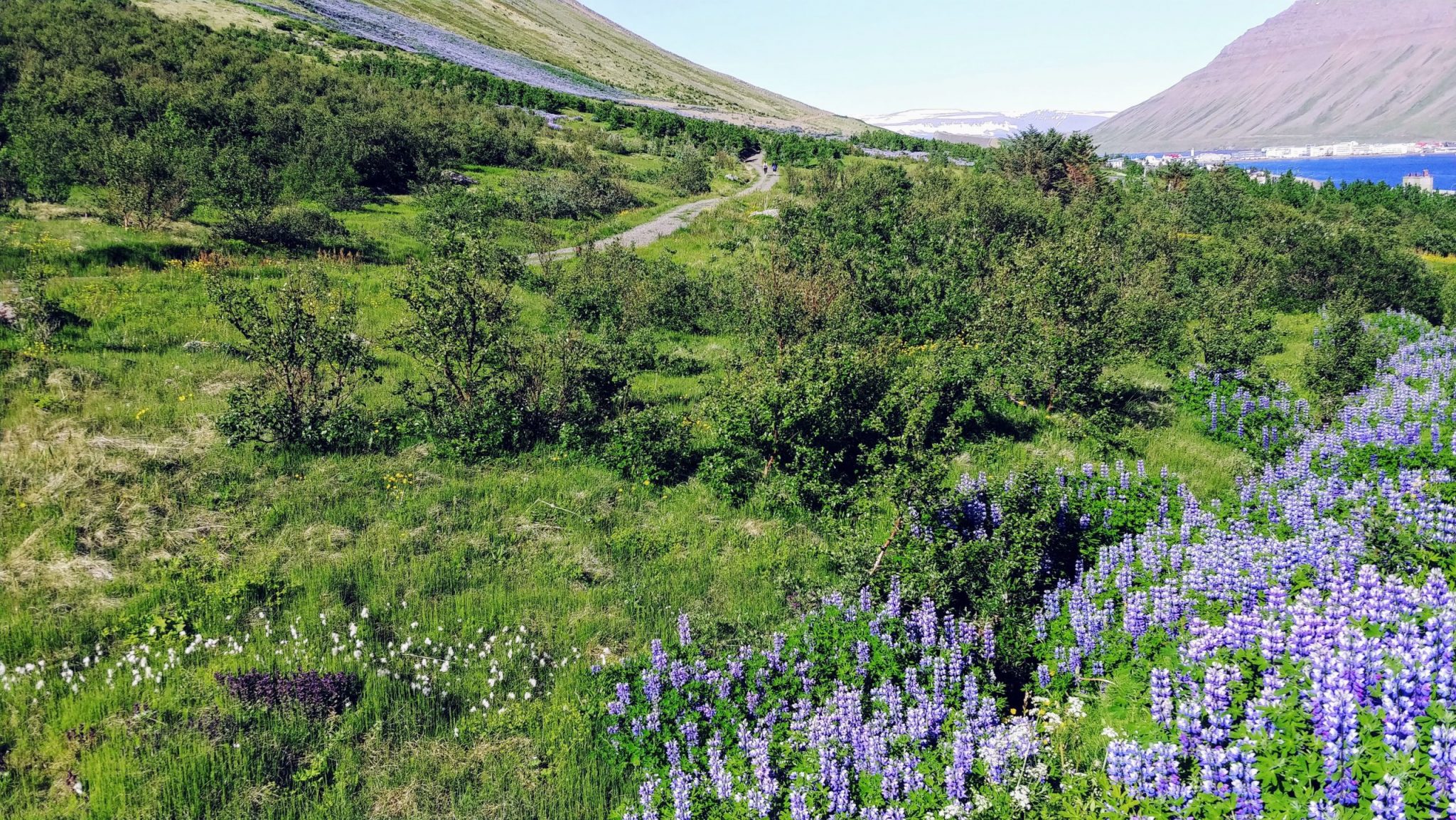 Trees And Lupine In Hiking Area