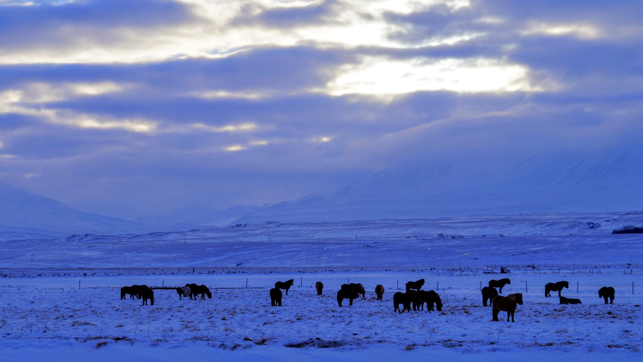 Icelandic Horses Skagafjordur