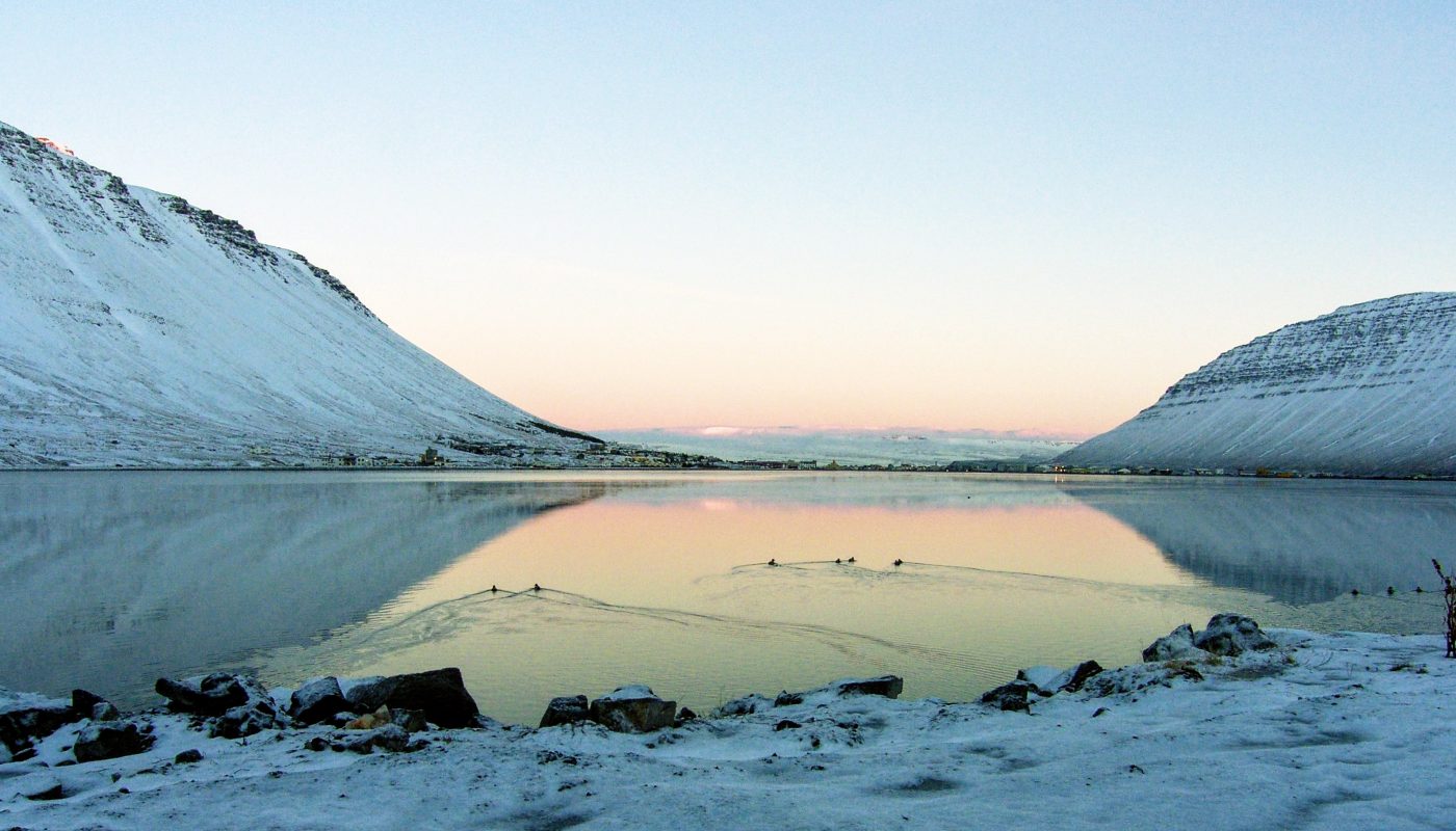 Ducks on Still Ocean in Isafjordur