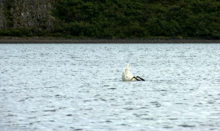 Swan Diving in Hredavatn Borgarfjordur