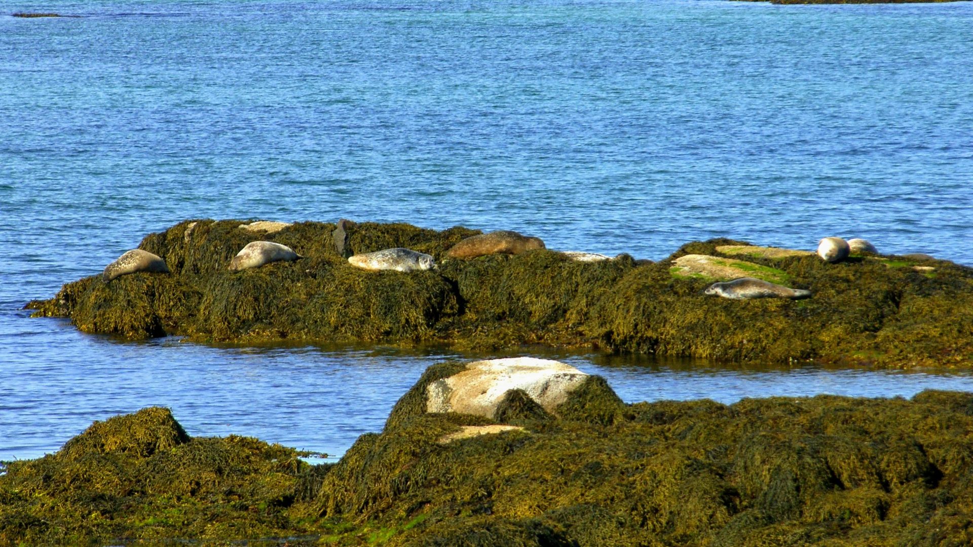 Seals Skotufjordur - Westfjords