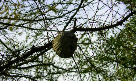 Hornet Nest East