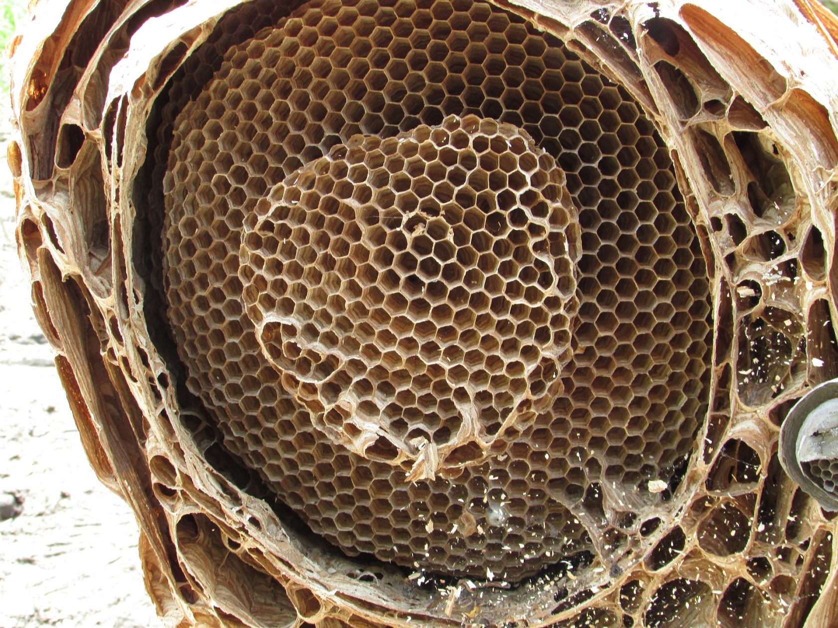 Hornet Nest Inside