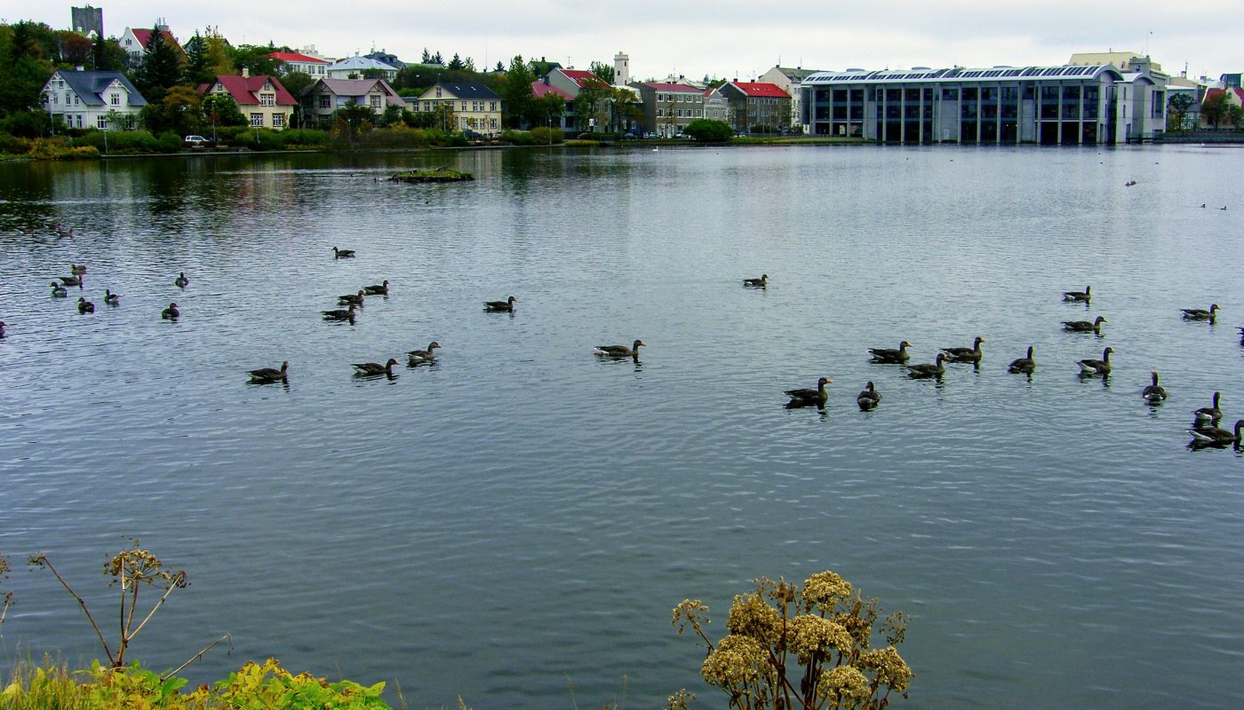 Pond And Town Hall Reykjavik
