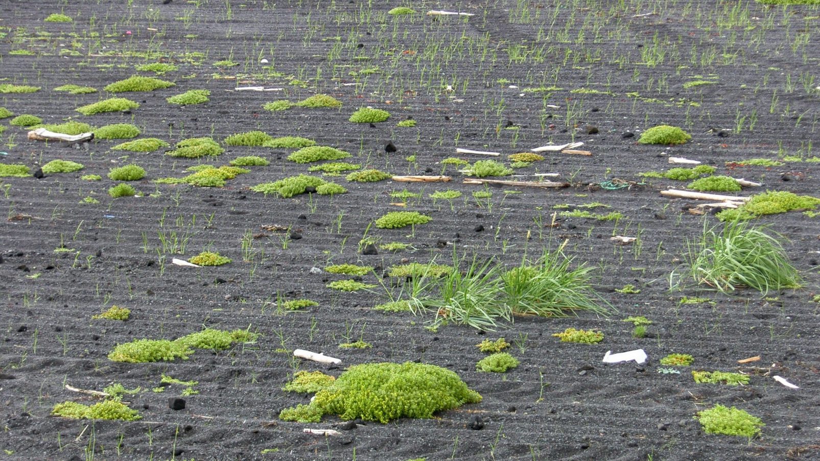 The Green in the Black Sand