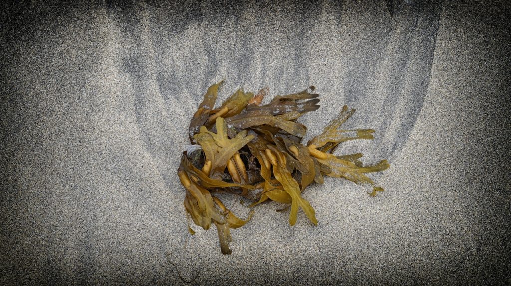 Seaweed On Shore