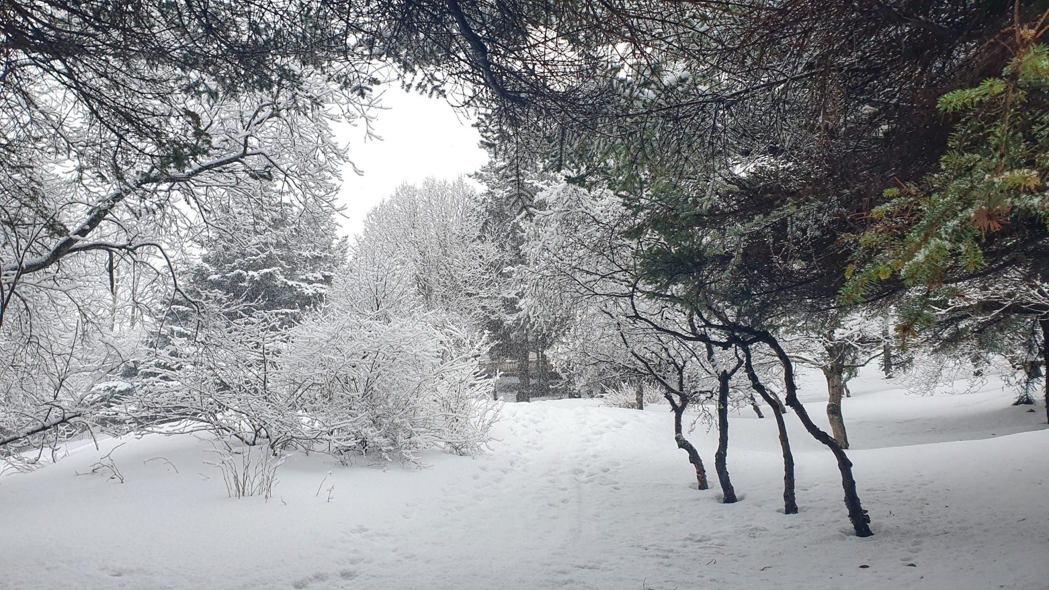 Snowy Garden