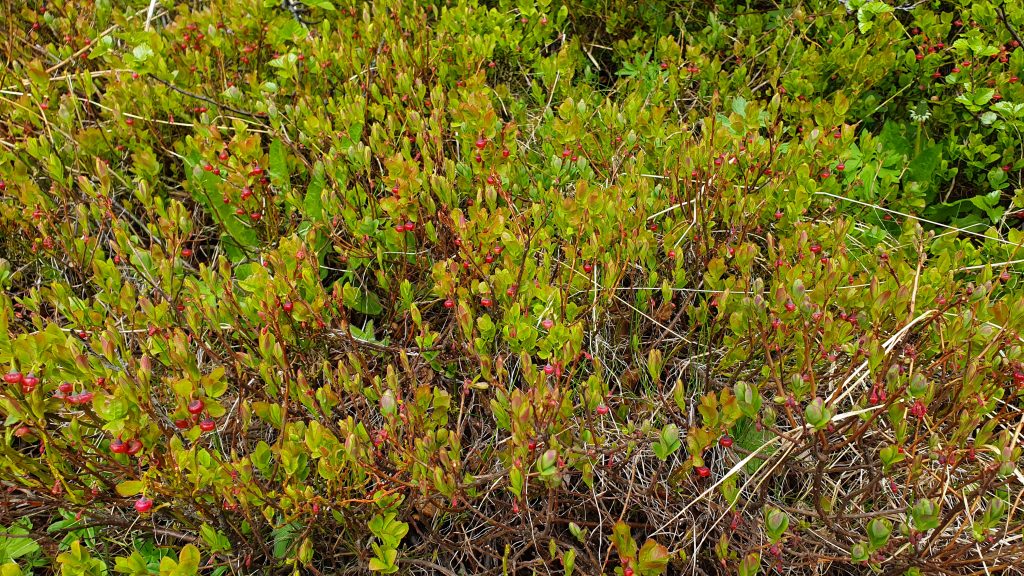 Reddish-purple Bilberries