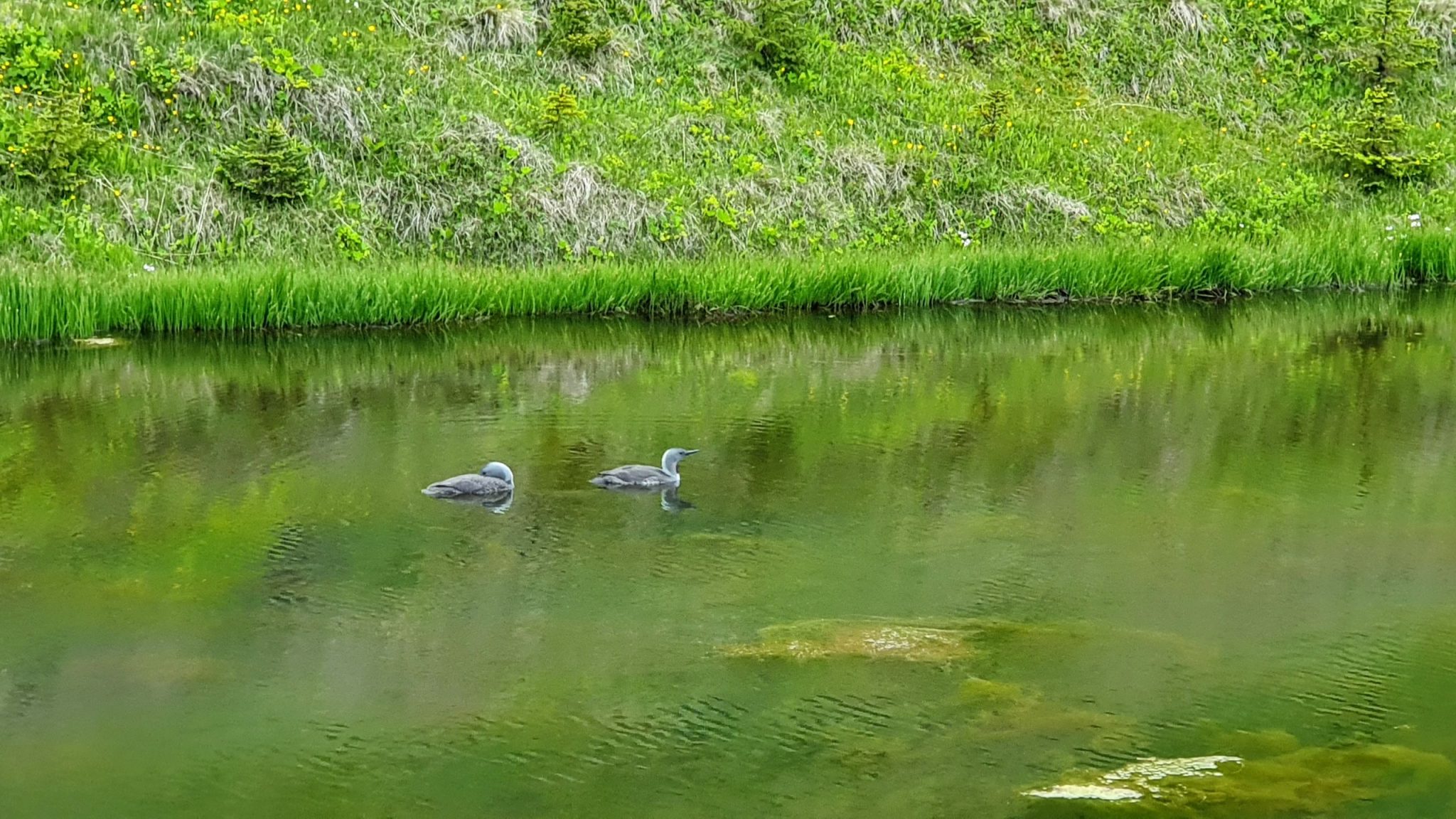 Birds On A Pond