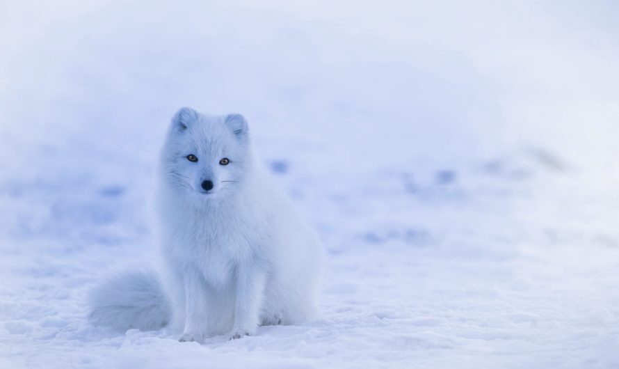 The Arctic Fox Starring In Documentary