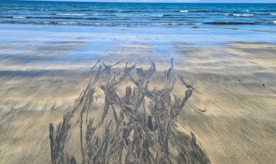 Earth’s Artwork Creation On The Beach