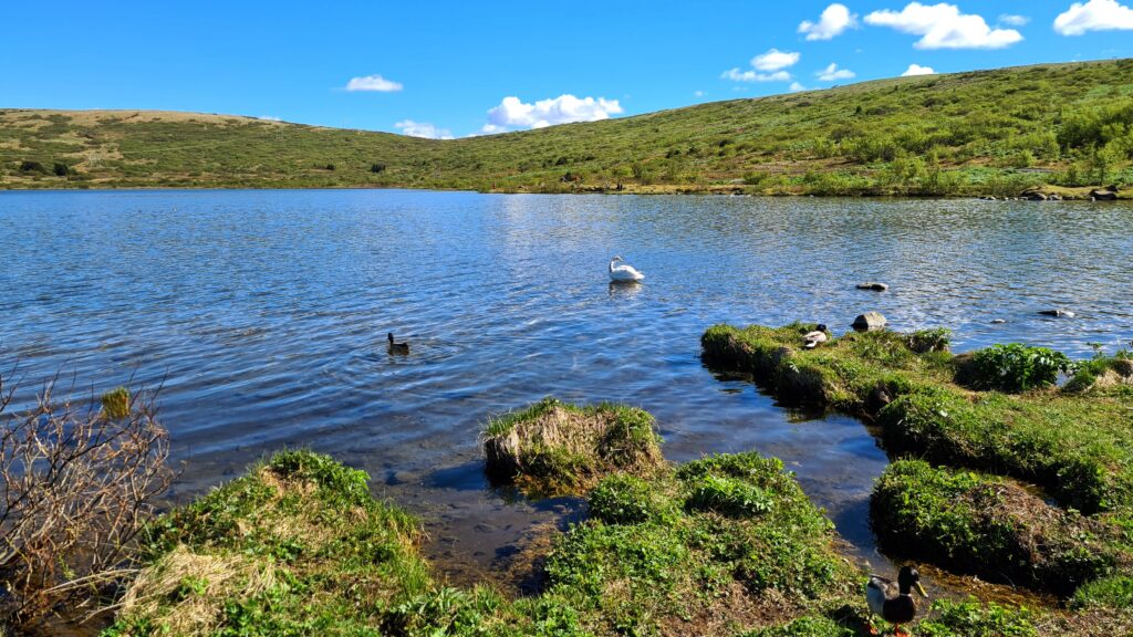 Summer at Lake Vífilstaðavatn