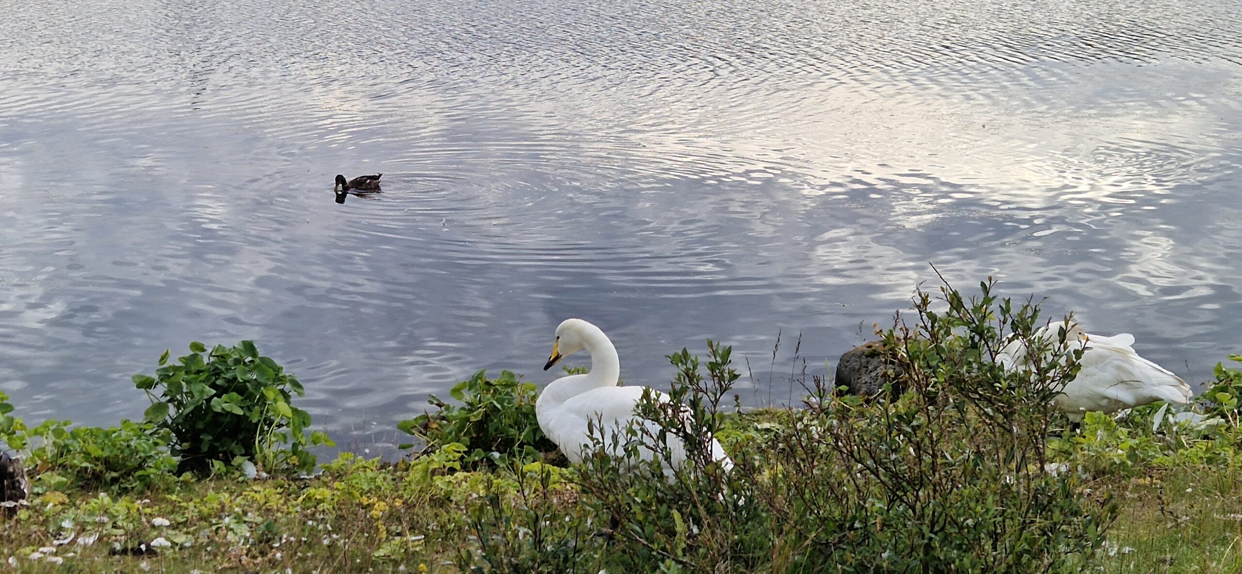 Swans at Reykjavik Pond