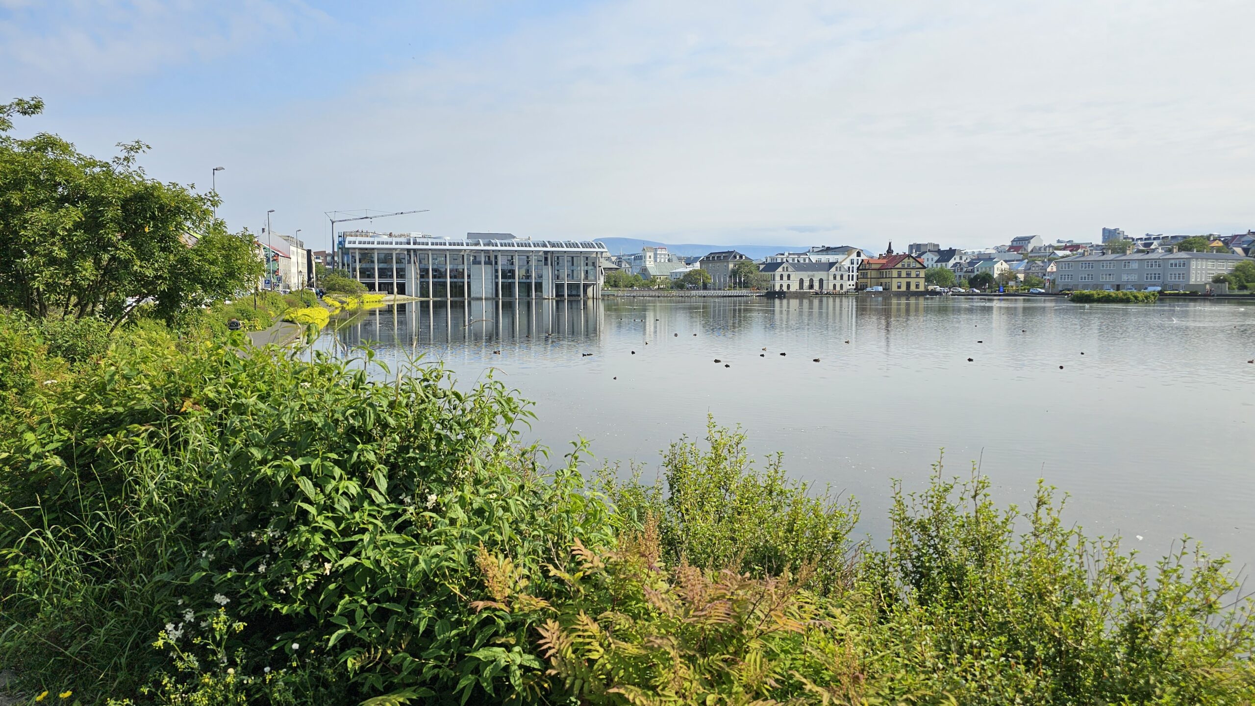 Reykjavik Pond